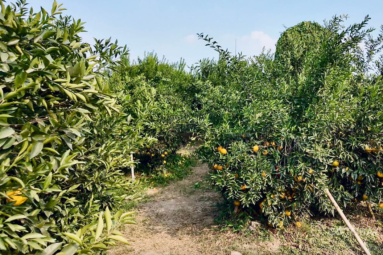 A tangerine orchard in Xinhui District, Jiangmen. 李方旺 拍摄